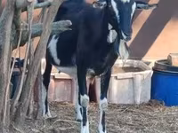 Dişi keçi, Toggenburg goat — foto 3