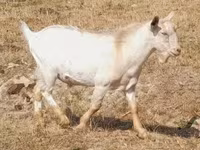 Коза, Nubian Goat — фото 5
