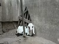 बकरा, Nubian Goat — फ़ोटो 5