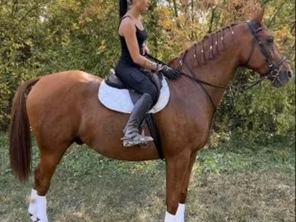 Caballo, Gidran
