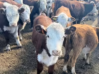 Bovins (lot, sexe non indiqué), Aberdeen-Angus — photo 8
