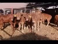 公牛, Limousin cow — 照片 2