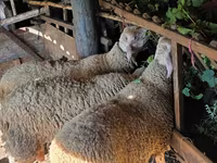 मेढ़ा, Lacaune sheep — फ़ोटो 3