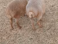 Moutons (lot, sexe non indiqué), Moutons — photo 2