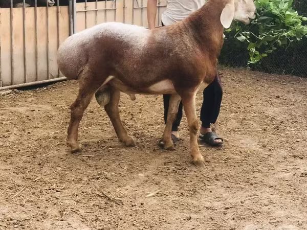 Ram, Sheep