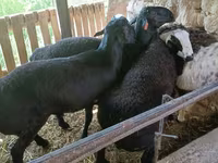 كبش, Rhon sheep — الصورة 7