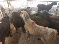 Bélier, Moutons — photo 1