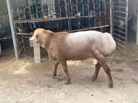 公羊, Sheep — 照片 5