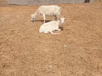 Boucs, Saanen goat — photo 6