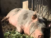 公猪, Pigs — 照片 2