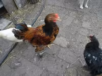 Chickens — Foto 5