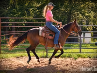 Jument, Quarter Horse — photo 2