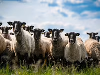 Вівця, Romanov sheep — фото 2