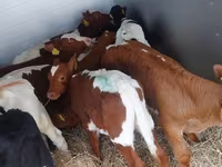 Taureau, Simmental cattle — photo 6