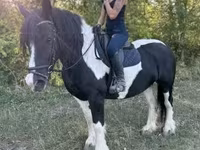 घोड़ी, Gypsy horse — फ़ोटो 4