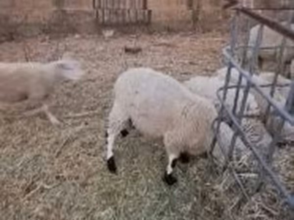 मेढ़ा, Cerry Hill sheep