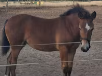 घोड़ी, Haflinger — फ़ोटो 6