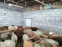 母羊, Beulah Speckled face sheep — 照片 6