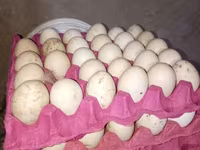 أفريقي — الصورة 3