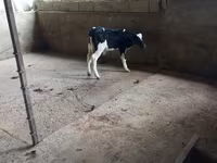 Бык, Чёрно-пёстрая корова — фото 2