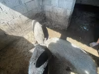 मादा सूअर, Мангалица — फ़ोटो 2