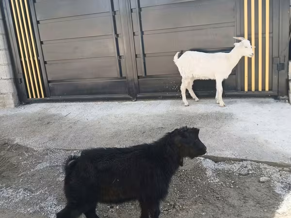 公山羊, Goats