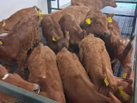 Byk, Simmental cattle — zdjęcie 7