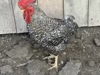 Chickens — foto 1