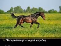 公马, Akhal-Teke — 照片 4