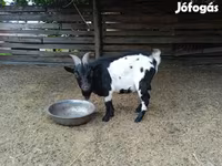 公山羊, Nigerian dwarf goats — 照片 3