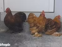 بيكين بانتام — الصورة 6