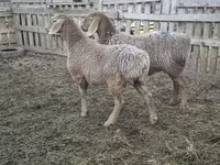 母羊, Arashan sheep — 照片 4