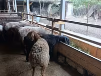 نعجة, Rhon sheep — الصورة 5