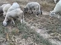 Ram, Cerry Hill sheep — photo 3
