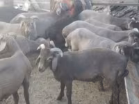 كبش, Arabi sheep — الصورة 2