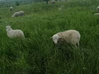 كبش, Suffolk sheep — الصورة 7
