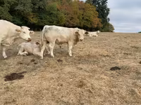 Taureau, Charolais cattle — photo 3