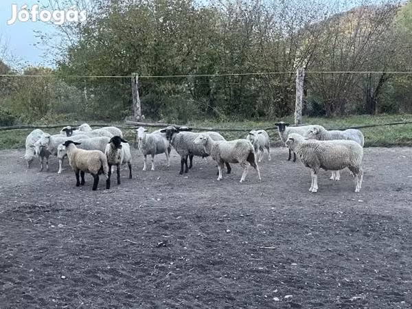 Bélier, White Suffolk sheep