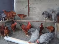 प्लायमाउथ रॉक — फ़ोटो 4