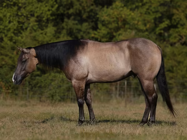 Kůň, Quarter Horse