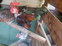 Chickens — Foto 1