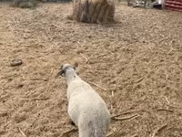 公羊, Tsigai sheep — 照片 3