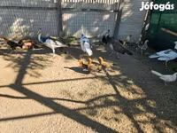 Ayam Ketawa — photo 2