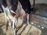 Vaca, Raza Holstein — foto 2