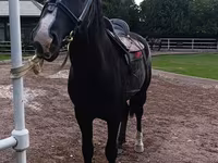 Hengst, Friesian sport horse — Foto 3