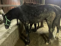 Kůň, Yakutian horse — foto 1