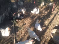 Canard musqué domestique — photo 2