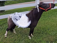 母马, Miniature horse — 照片 2
