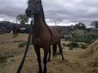 Hengst, Standardbred — Foto 6