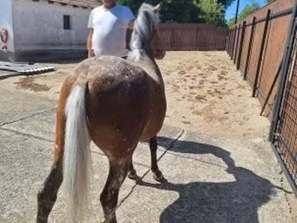 Mare, Horses